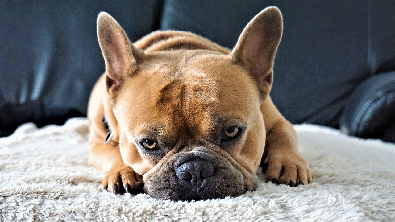 The Characteristics of French Bulldogs